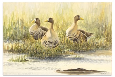 Lot 473 - DAVID DALY (Irl Contemporary) Ducks in Marsh...