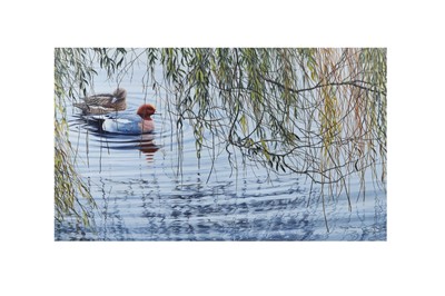 Lot 549 - JEREMY PAUL (B. 1954), Wigeon Duck, acrylic on...